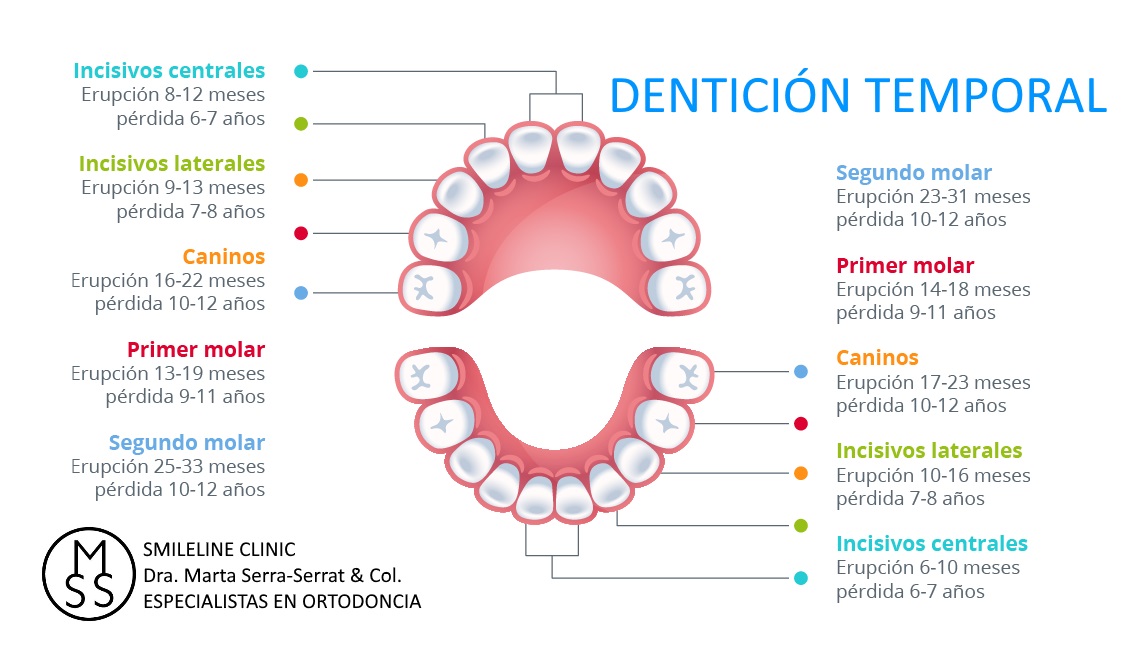 SMILELINE CLINIC - DRA.MARTA-SERRA-SERRAT - ESPECIALISTAS EN ORTODONCIA